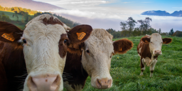 México prevé reanudar exportación de ganado a EE.UU. en noviembre: Sheinbaum